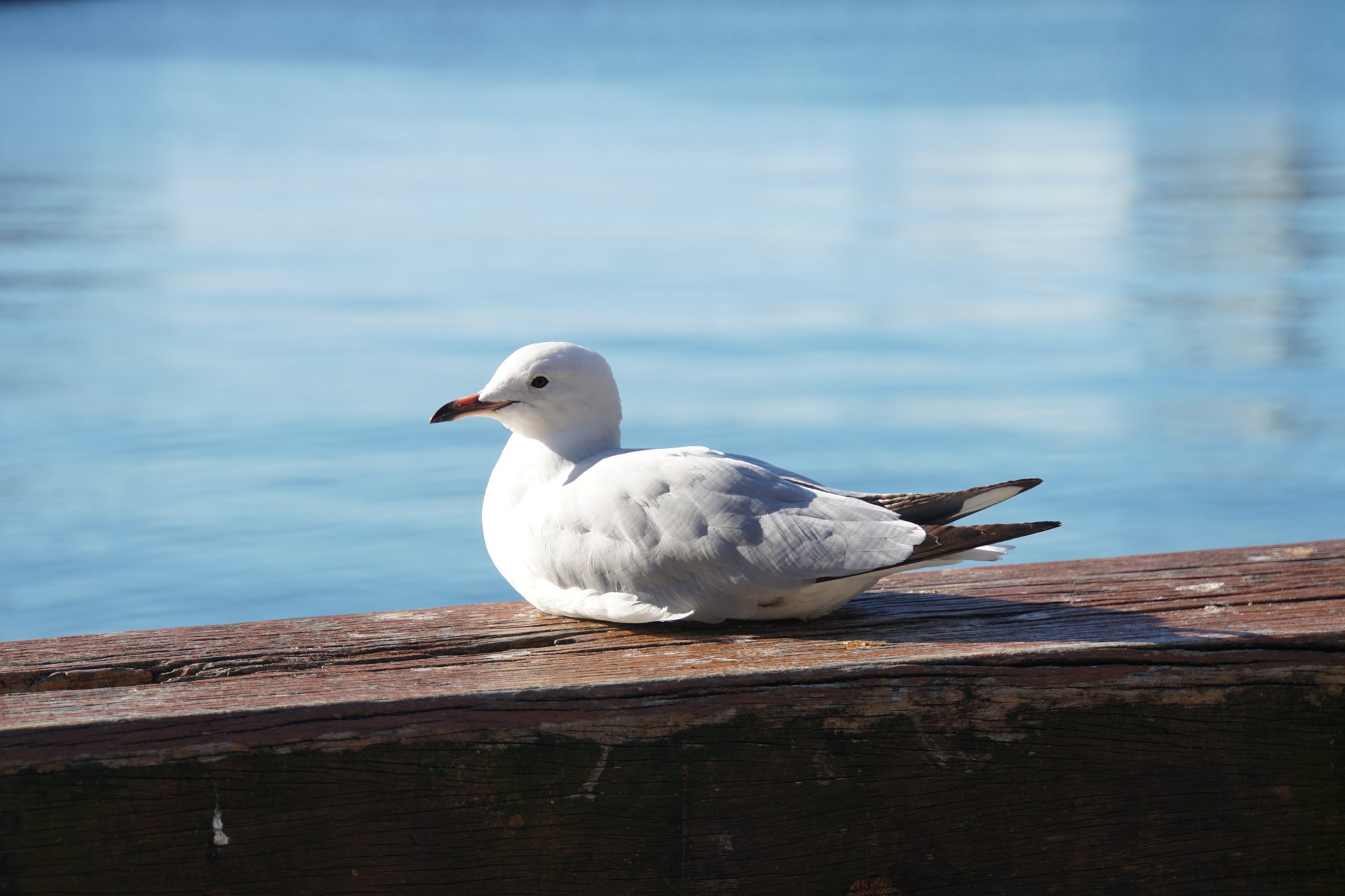 シドニーのカモメ