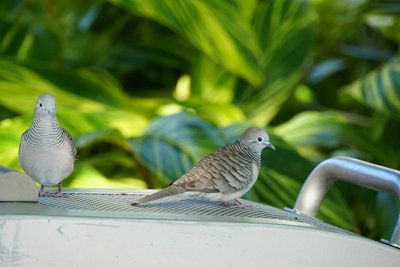オーストラリアチョウショウバト