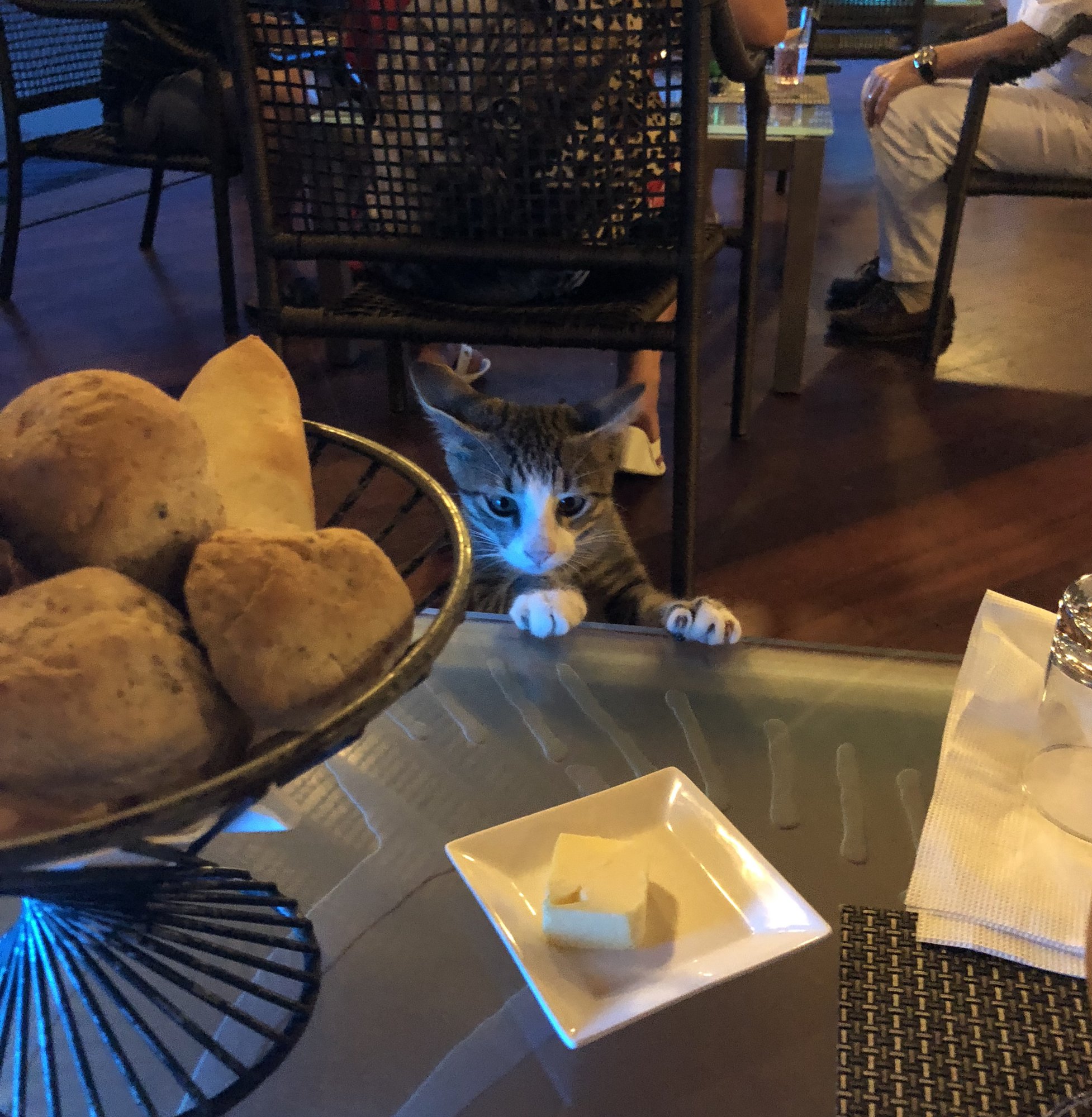 ボラボラ島・獲物を見つけた泥棒ねこ