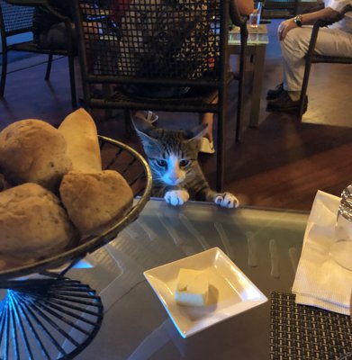 ボラボラ島・獲物を見つけた泥棒ねこ