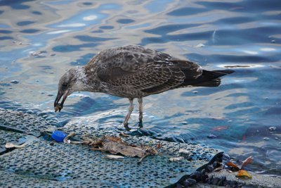 ウェリントンの鳥