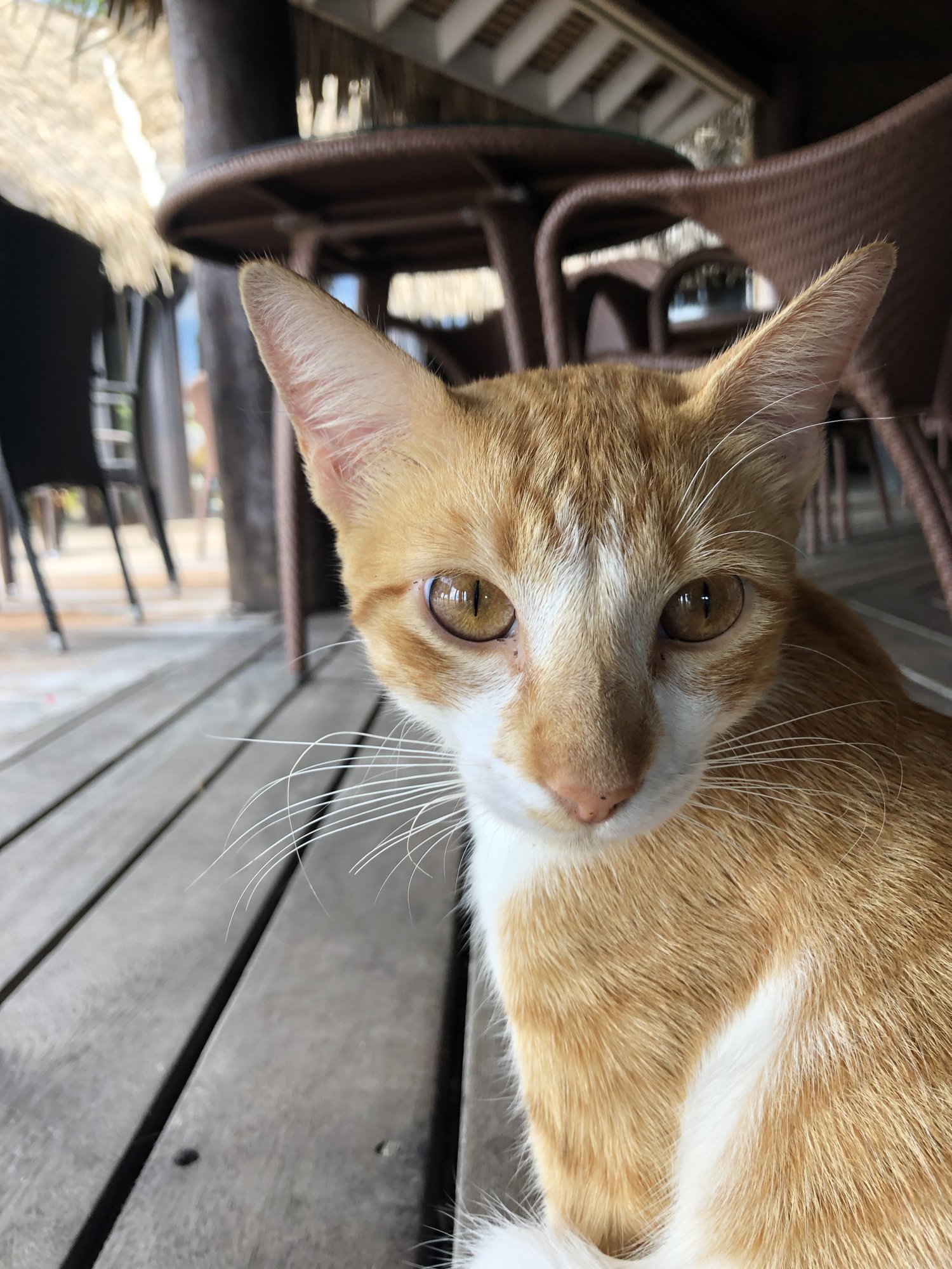 ボラボラ島の茶白ねこ