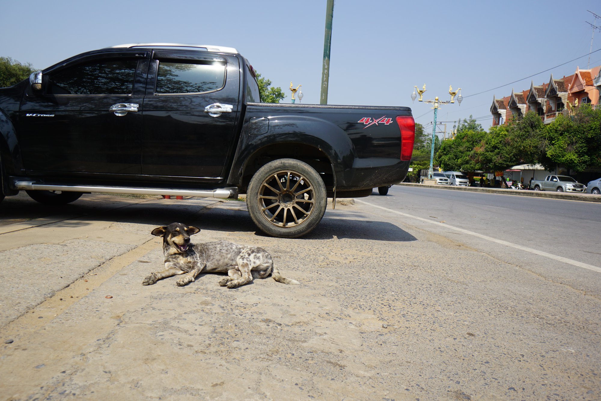 アユタヤの野良犬