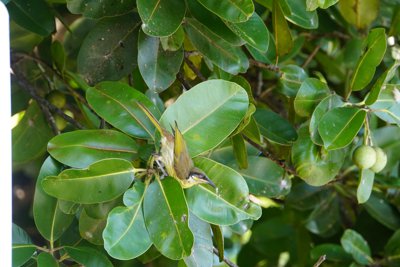 サザナミミツスイ (Mangrove honeyeater) ？