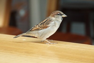 ロトルアのイエスズメ