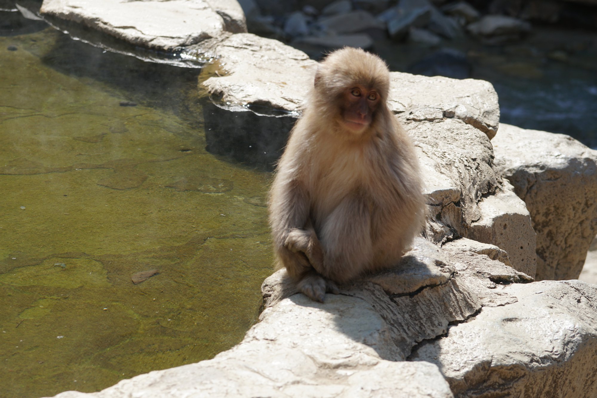 露天風呂の脇に座るニホンザル
