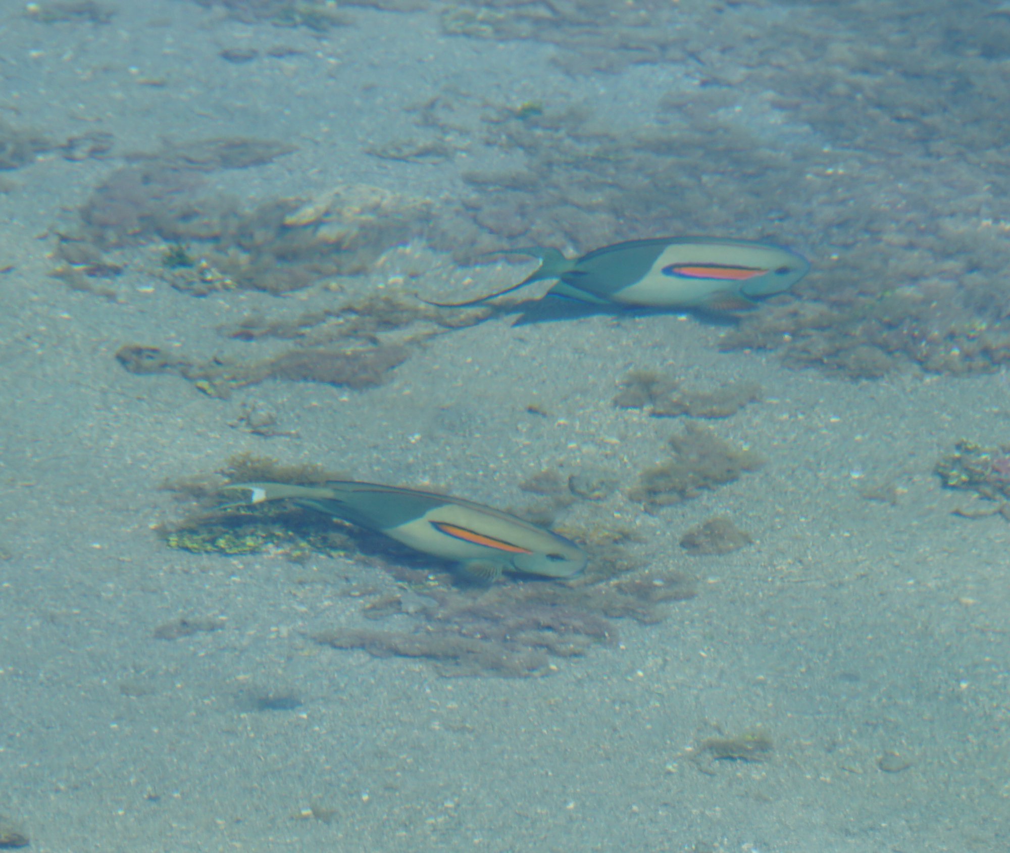 モンツキハギ (モーレア島)