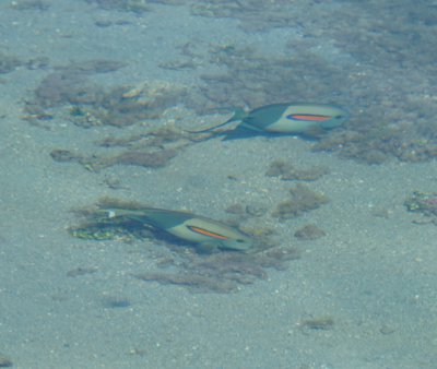 モンツキハギ (モーレア島)