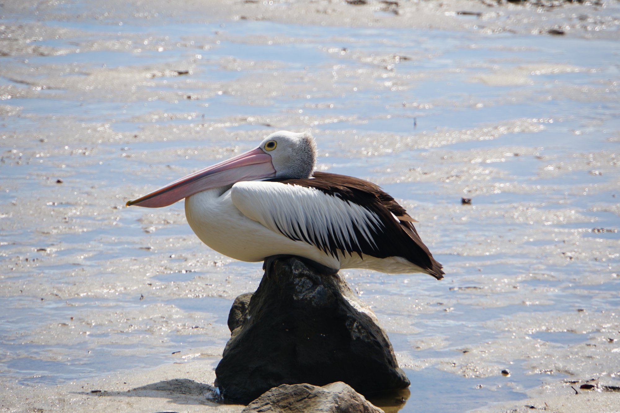 休憩中のコシグロペリカン
