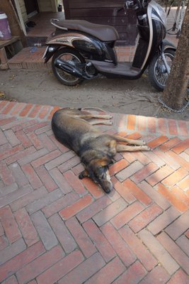 爆睡する犬 (アユタヤ)