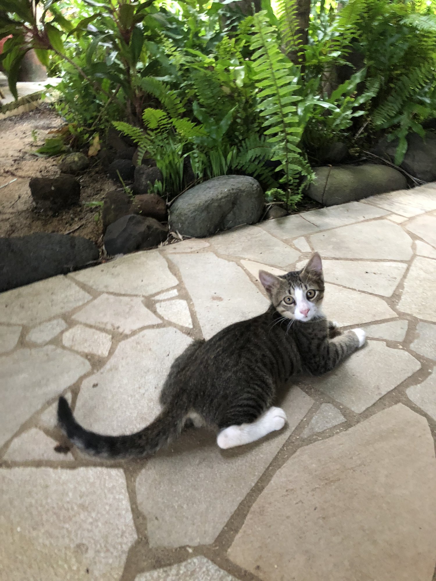 ボラボラ島の白黒ねこ