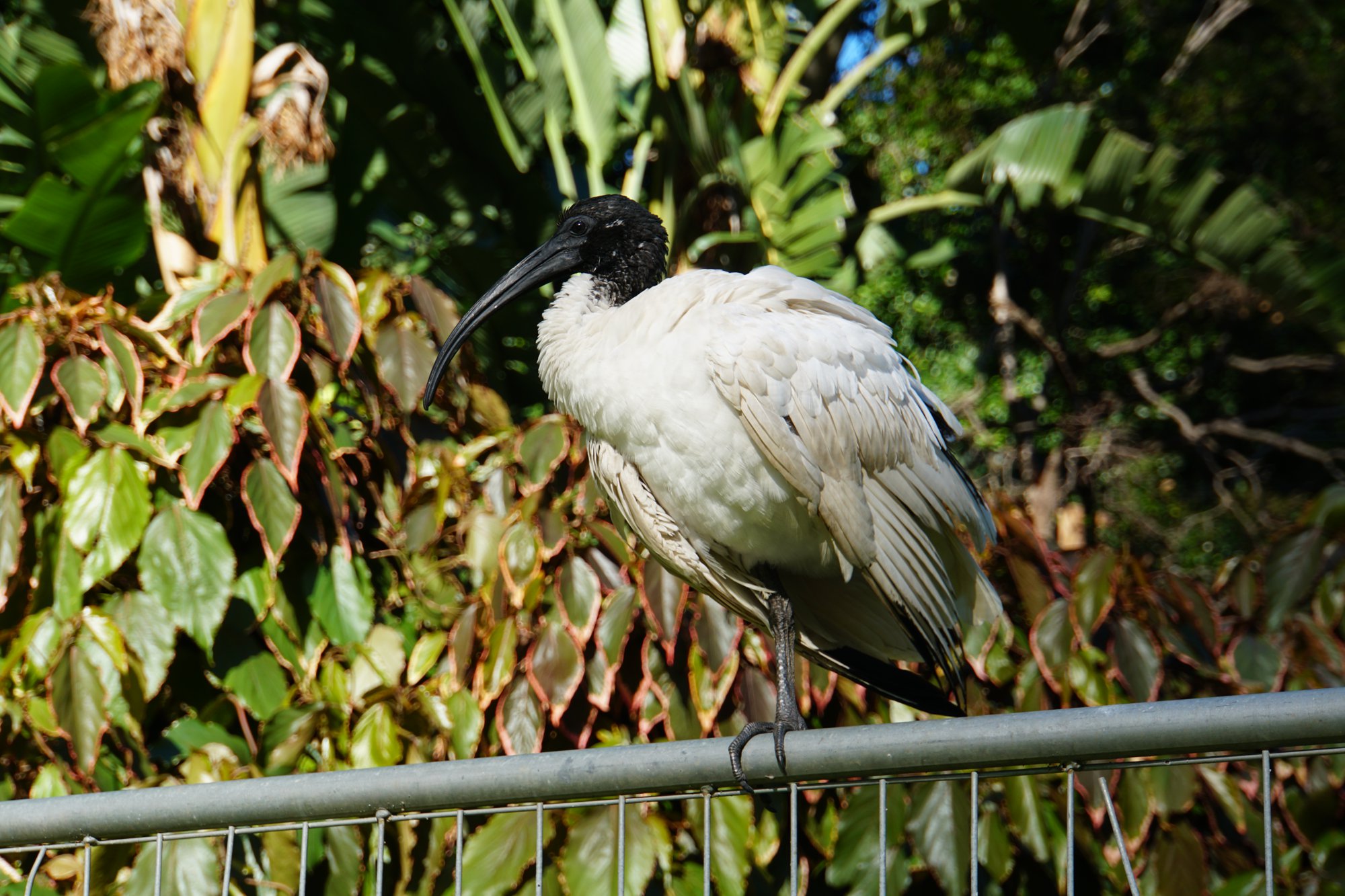 オーストラリアクロトキ