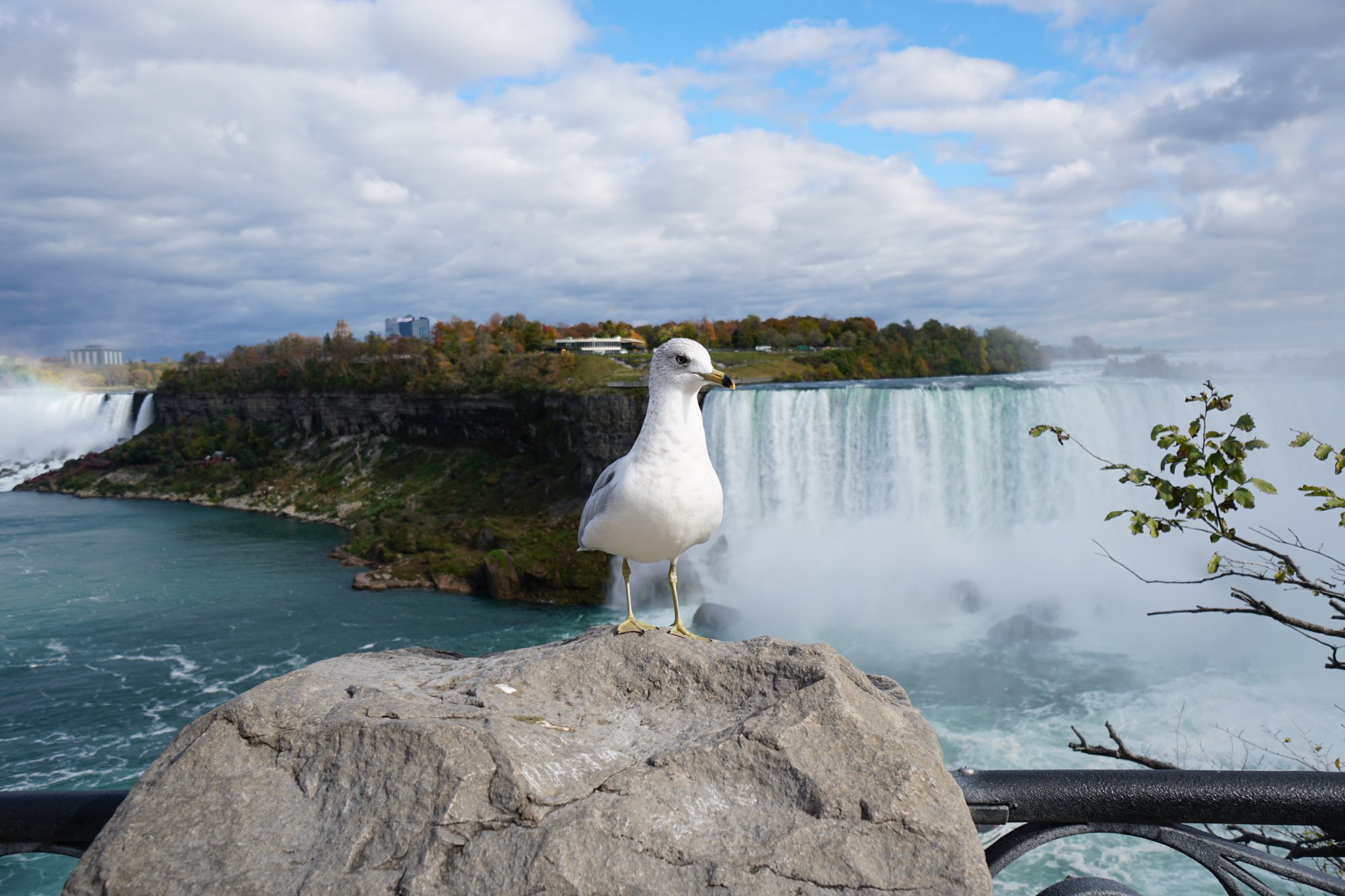 ナイアガラの滝り鳥
