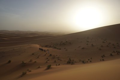 夕方のサハラ砂漠を歩くラクダ