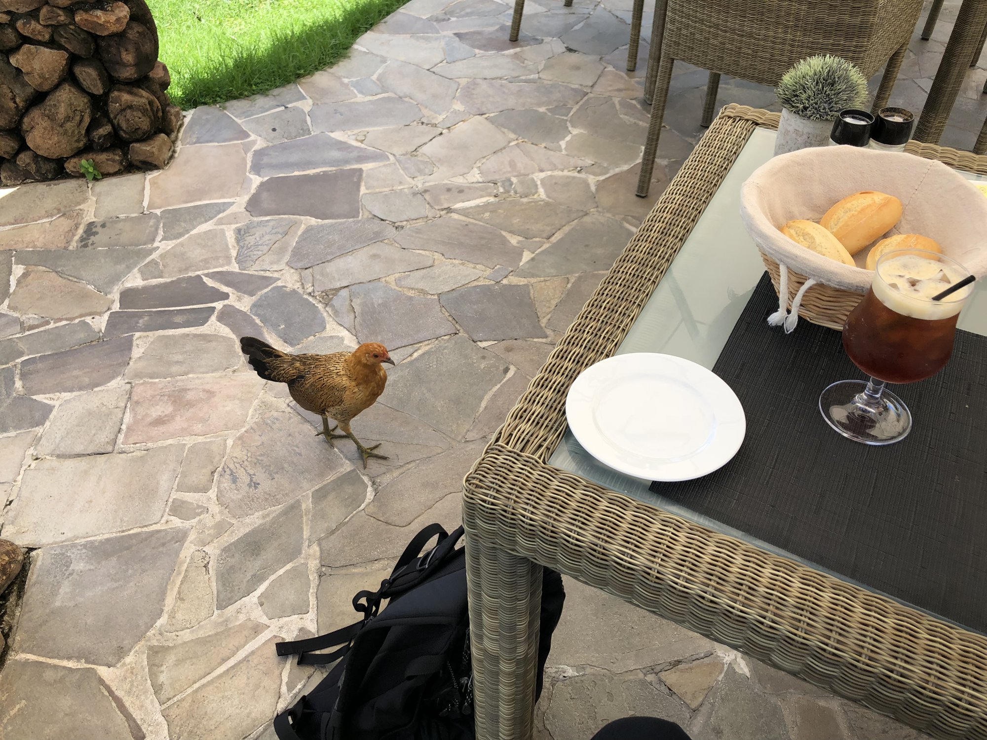 昼食を狙いにきたニワトリ