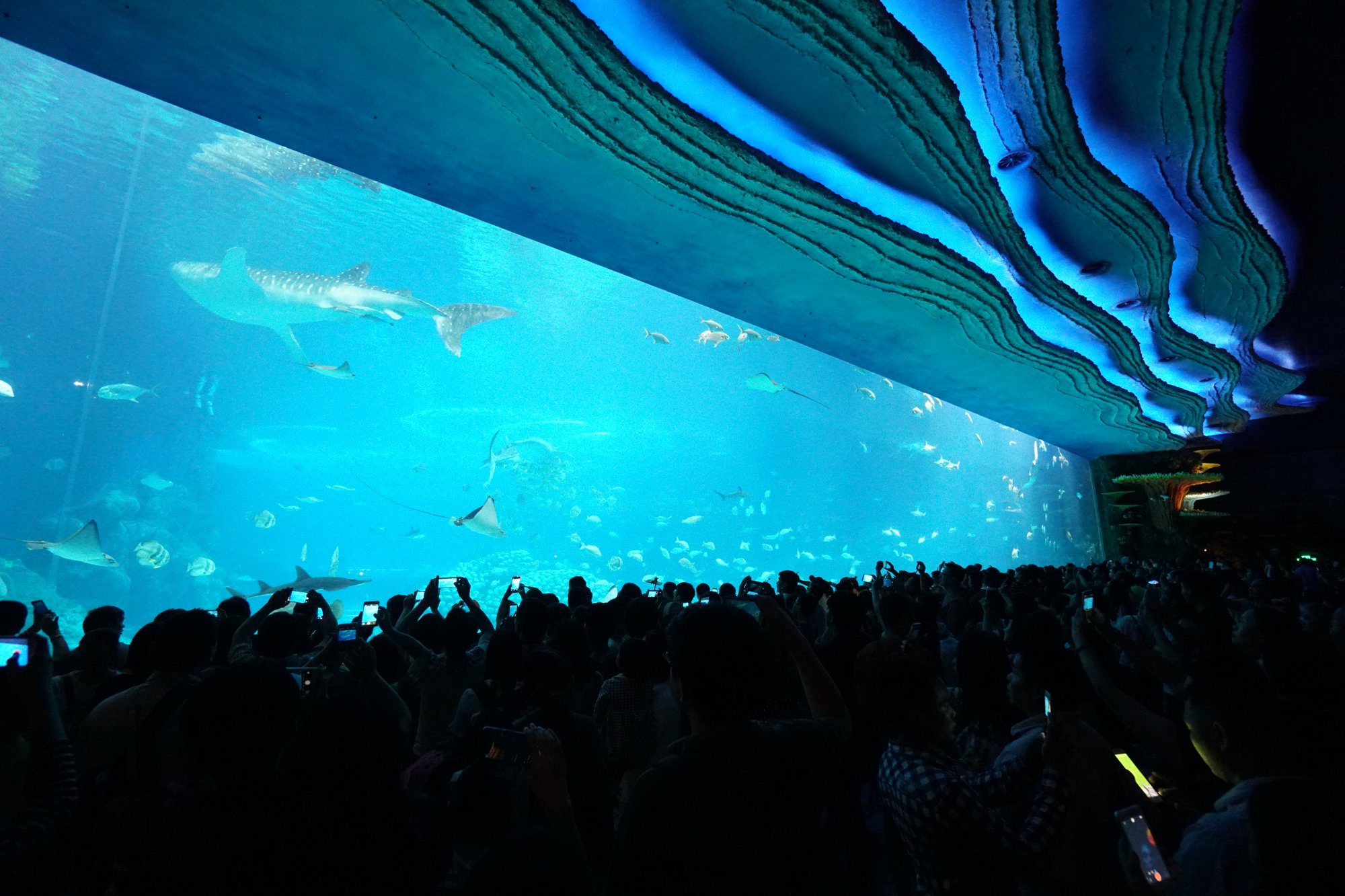 世界最大の水槽と人混み