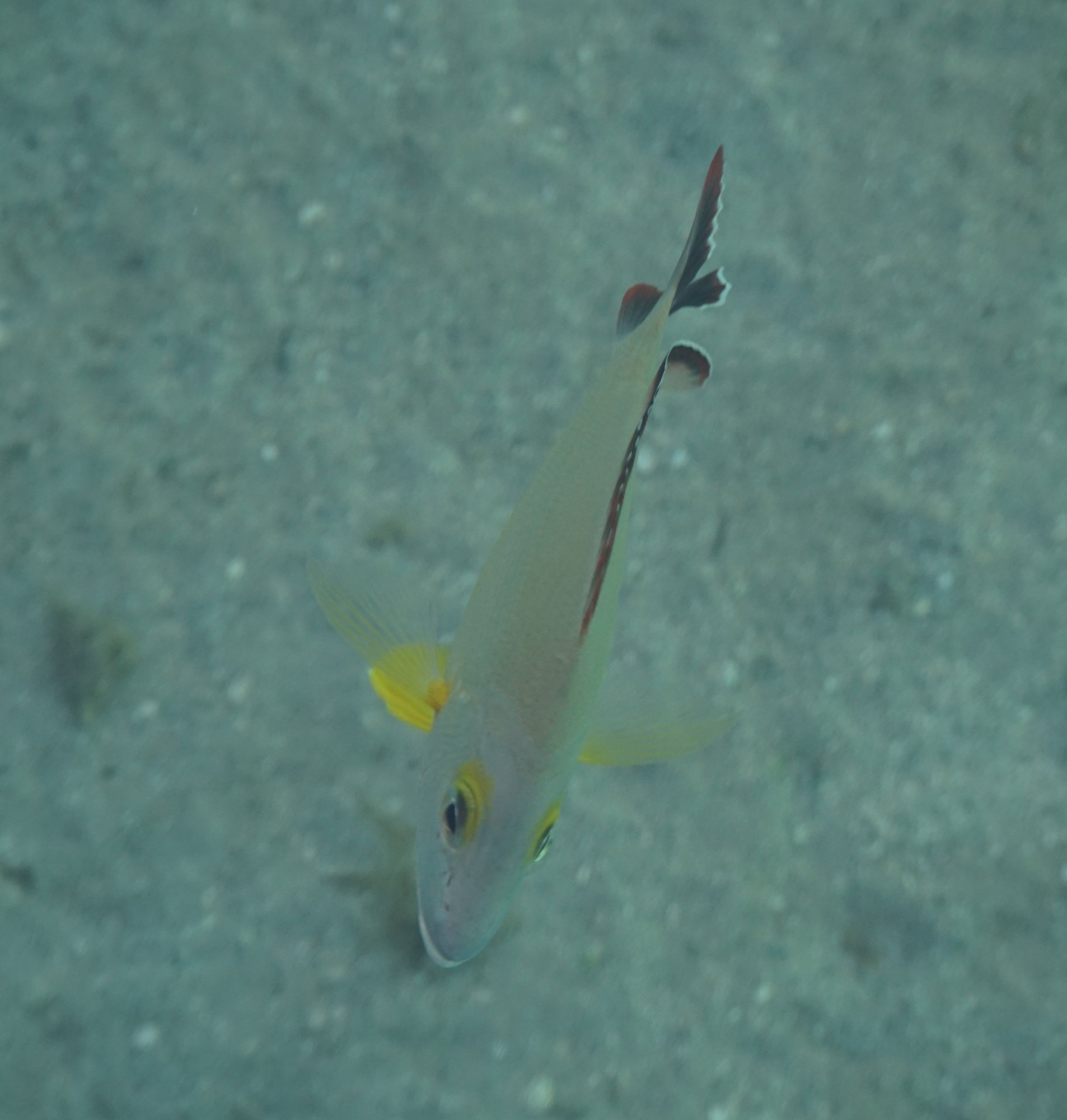 オキフエダイ？