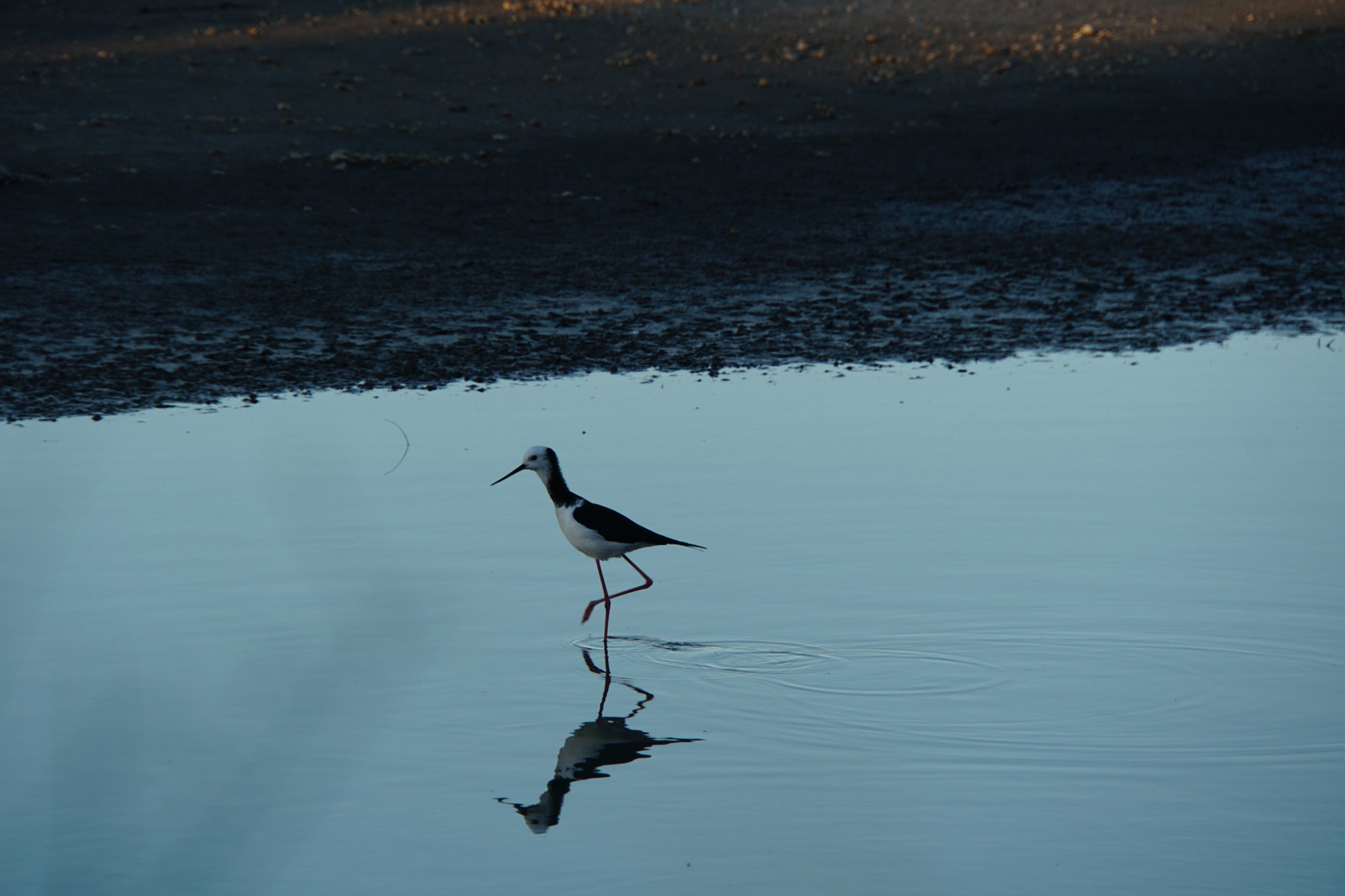 頭が白のセイタカシギ (White-headed stilt)
