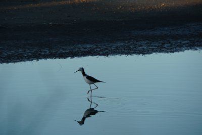 頭が白のセイタカシギ (White-headed stilt)