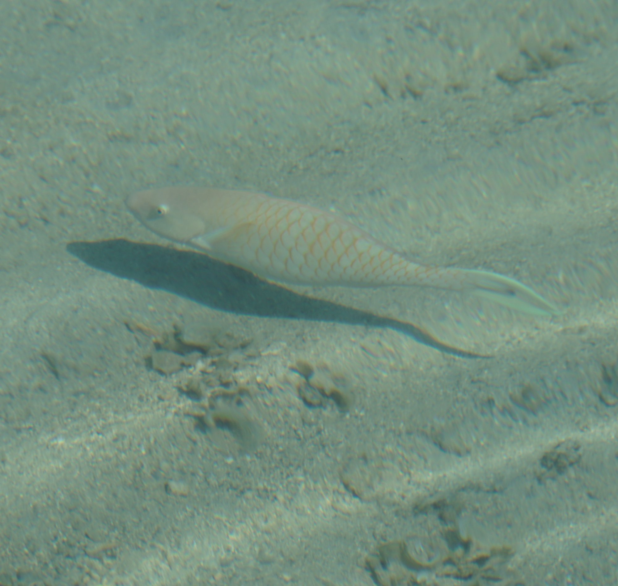 モーレア島の魚10