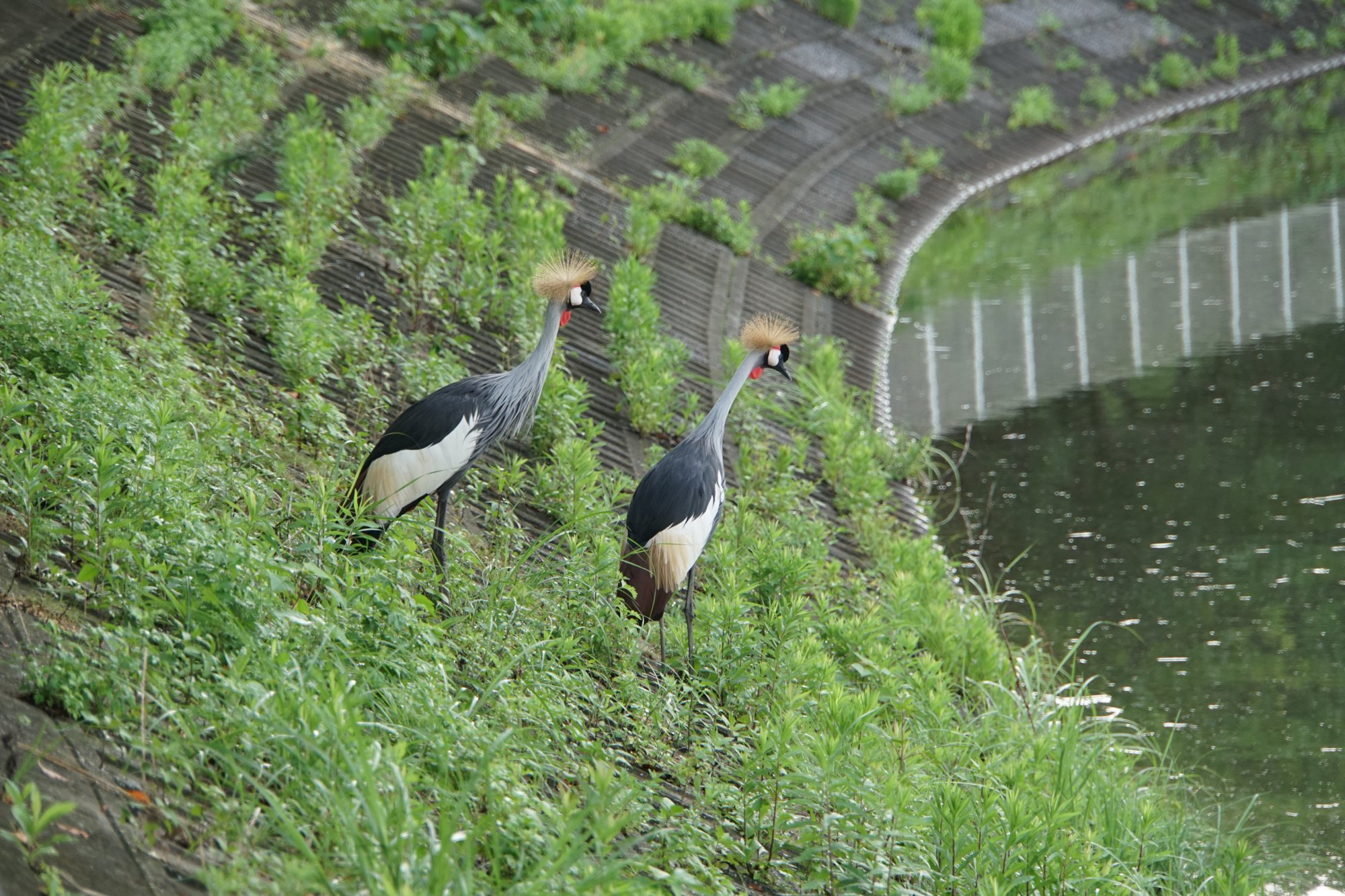 袖ヶ浦公園のホオジロカンムリヅル