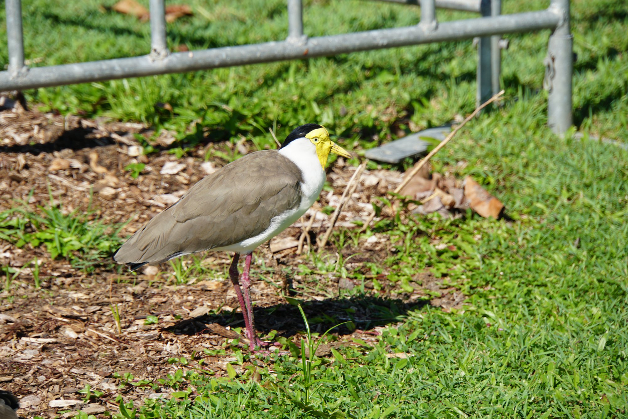 ズグロトサカゲリ
