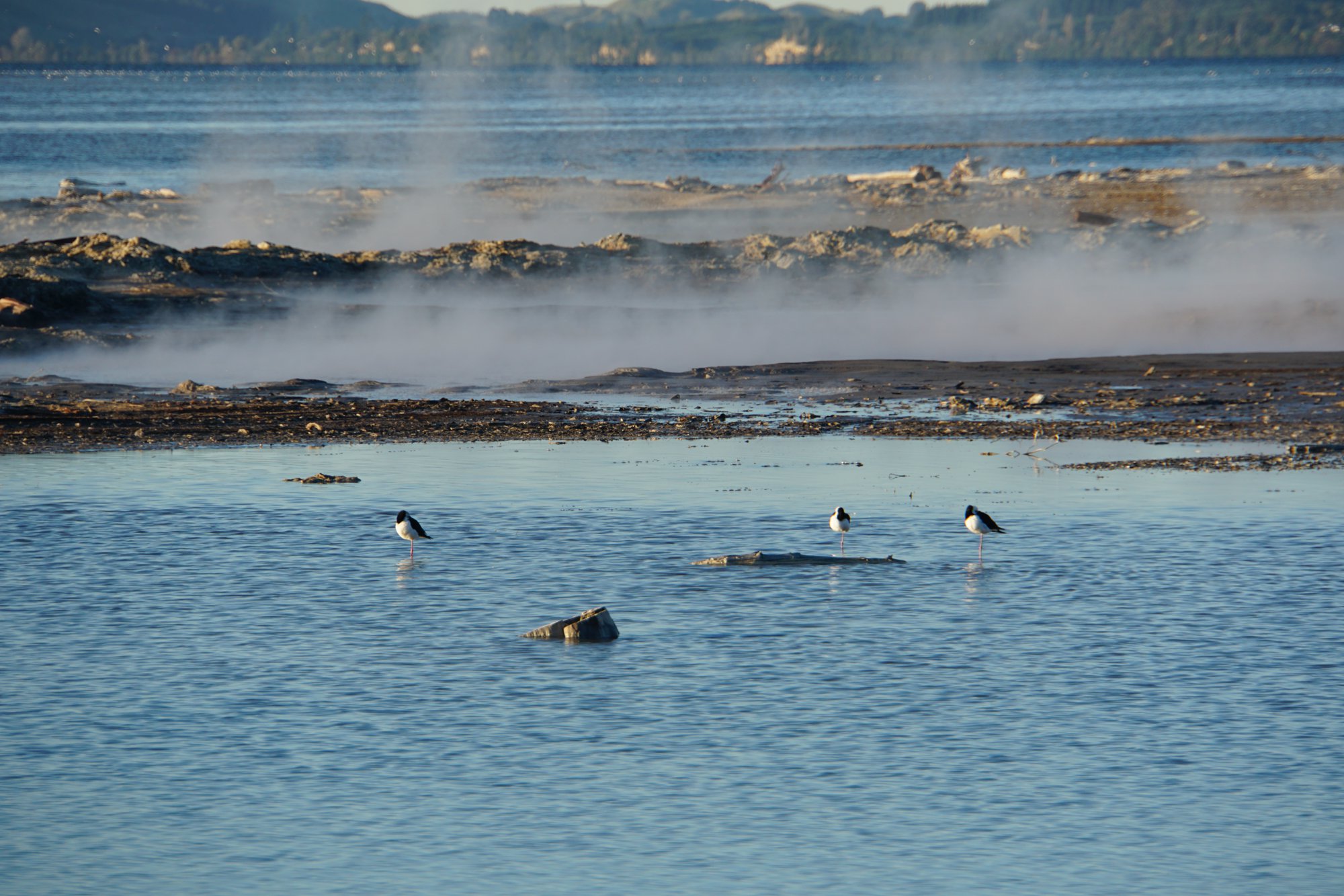 ロトルア湖の鳥