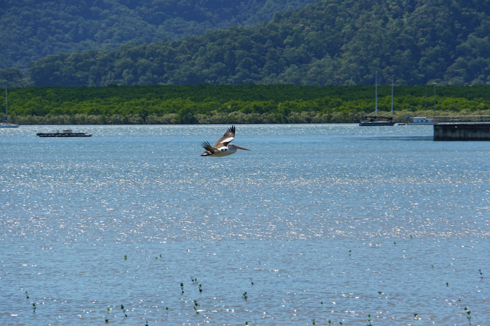 空飛ぶコシグロペリカン