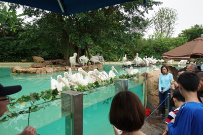 ペリカン的な鳥