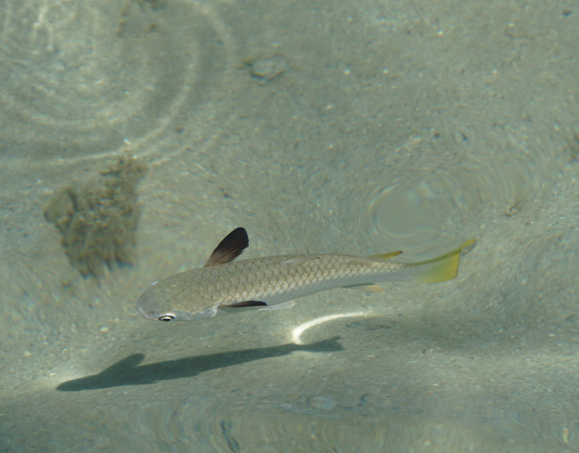 モーレア島の魚01