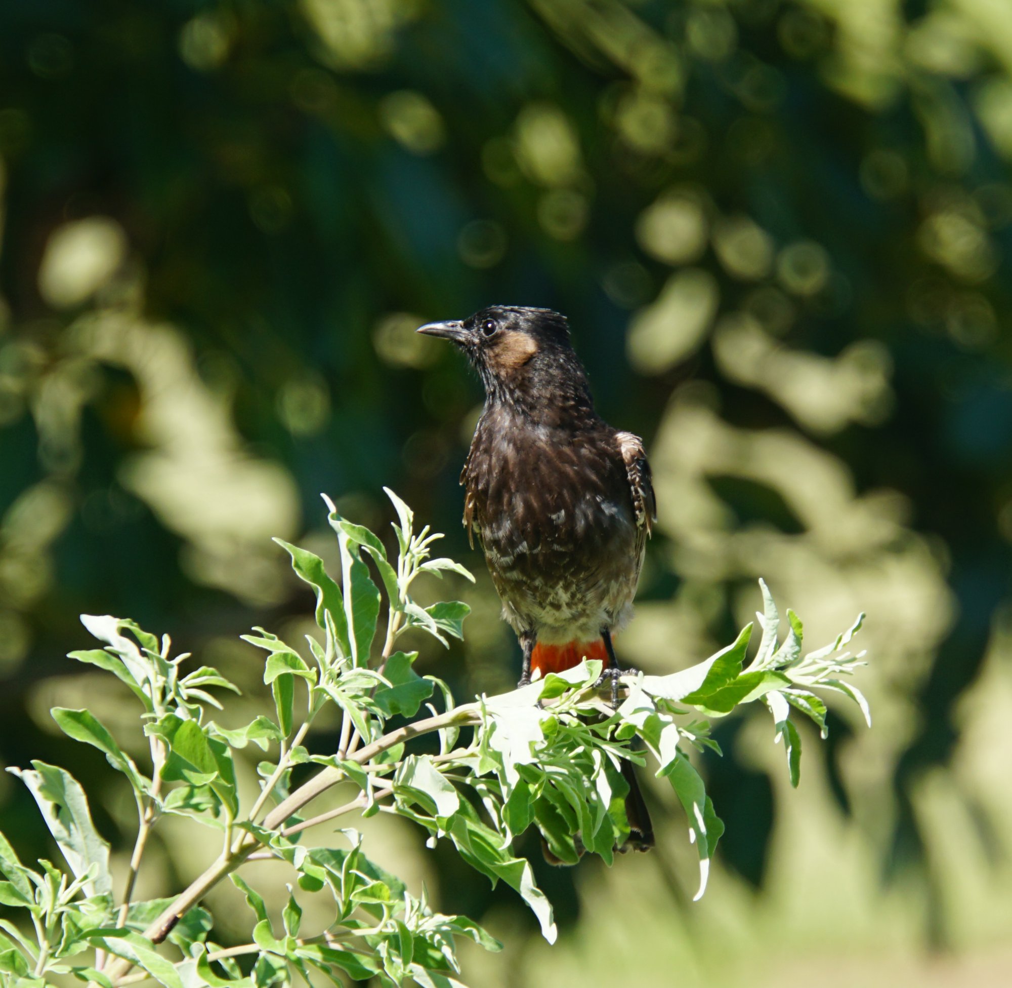 モーレア島のとり