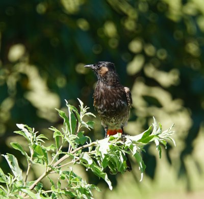 モーレア島のとり